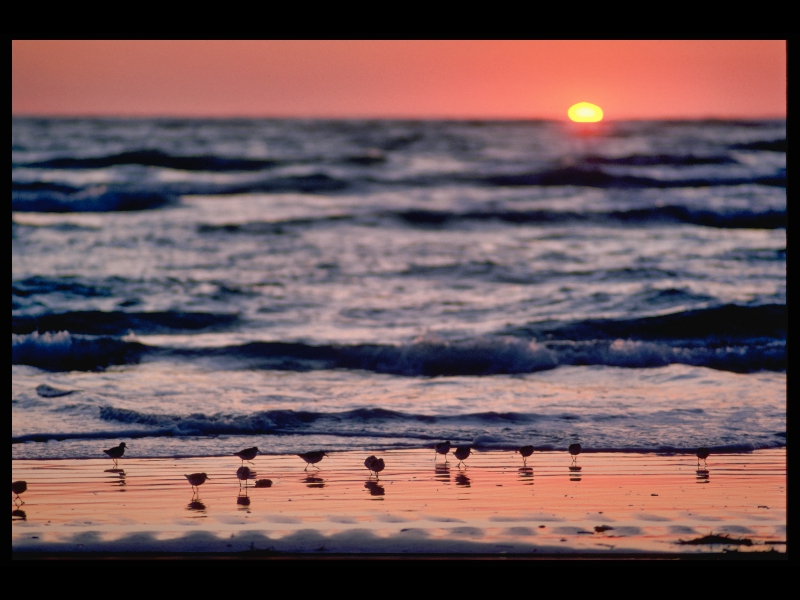 Birdies_on_the_Beach - JCDAILEY