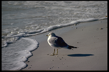 Bird on the Beach