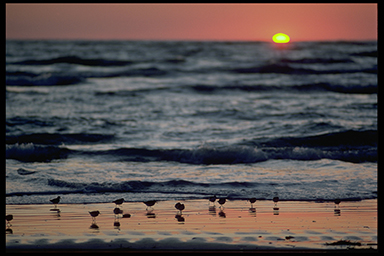 Birdies on the Beach