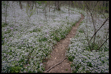 Blue-Eyed Mary's