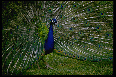 Peacock