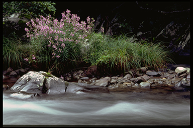 Roaring Fork