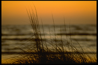 Sea Oats