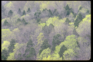 Spring Greens